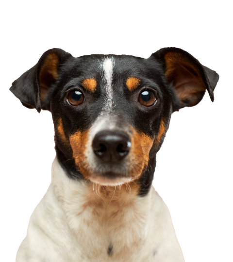 Dog from Unsplash