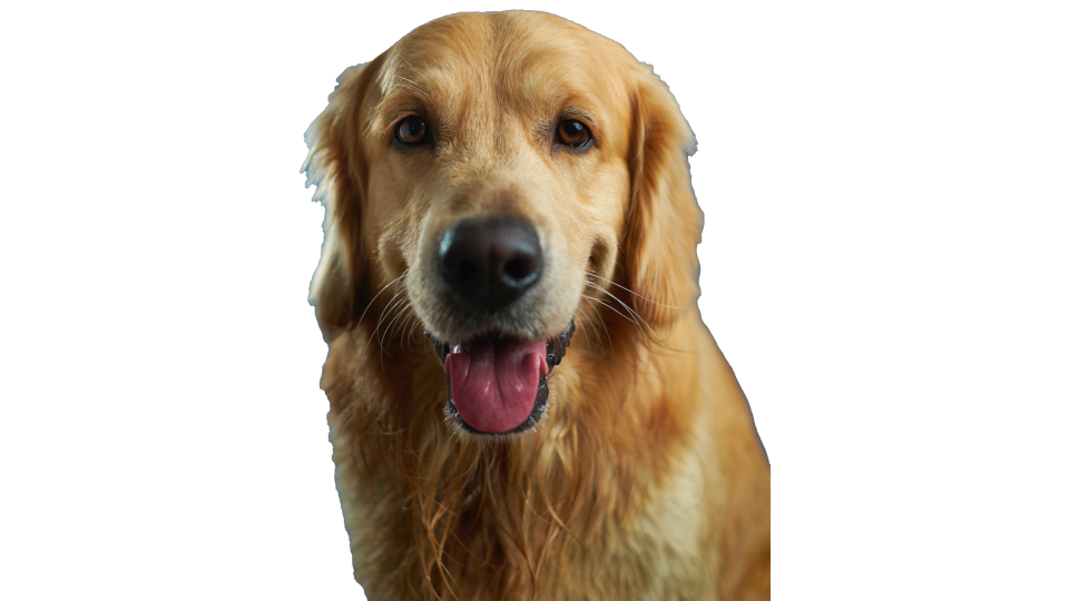 Dog 1