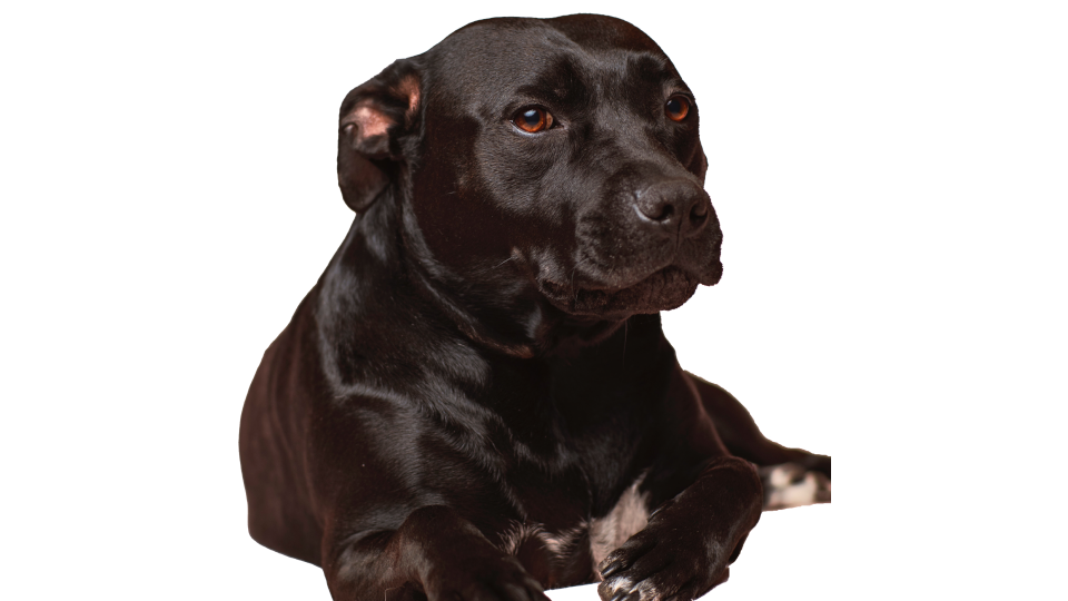 Dog 1