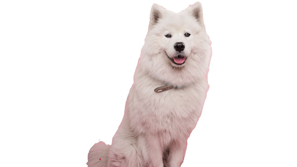 Dog 1