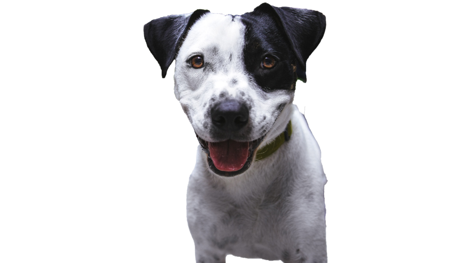 Dog 1
