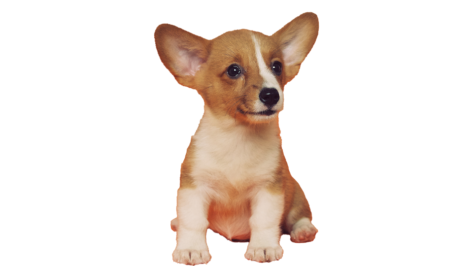 Dog 1