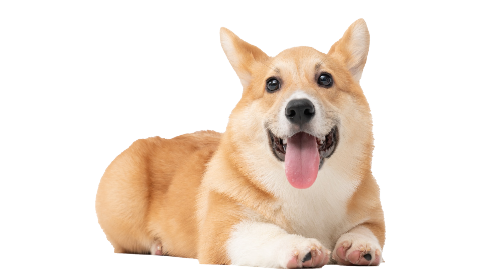 Dog 1